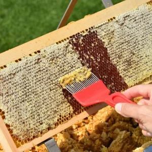 Gros plan sur un apiculteur utilisant un peigne à désoperculer rouge pour retirer la cire des alvéoles d'un cadre de ruche rempli de miel.
