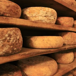 Alignement de meules de fromage artisanal affinées sur des étagères en bois dans une cave d'affinage sombre.